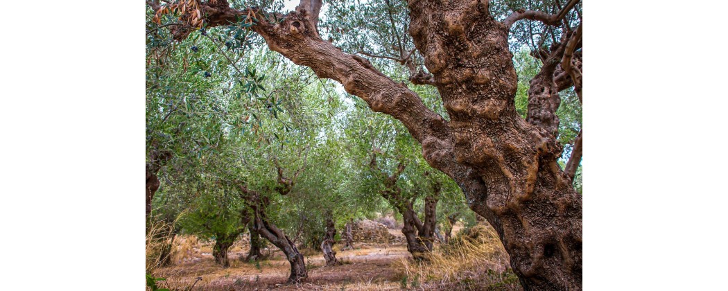 Impianti per olio d'oliva MORI TEM, imbottigliamento, serbatoi, filtri, confezionamento per olio d'oliva